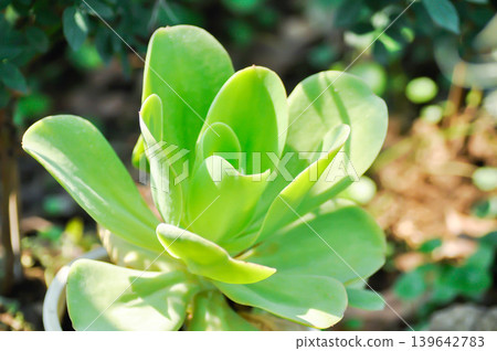 Aeonium arboreum subsp korneliuslemsii, Aeonium canariense or Aeonium korneliuslemsii or Aeonium x holospathulatum or Canary Aeonium or Crassulaceae or korneliuslemsii or succulent Aeonium arboreum subsp korneliuslemsii, Aeonium canariense or Aeonium korneliuslemsii or Aeonium x holospathulatum or Canary Aeonium or Crassulaceae or korneliuslemsii or succulent 139642783