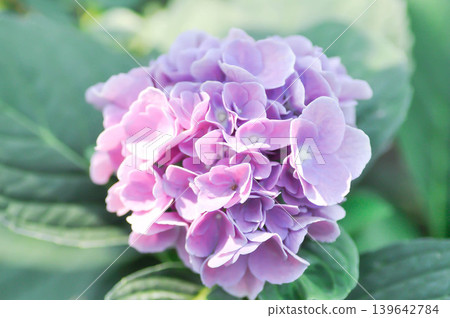 Hydrangea or macrophylla or Hydrangeaceae or purple hydrangea Hydrangea or macrophylla or Hydrangeaceae or purple hydrangea 139642784