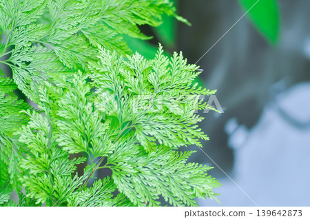 Rabbits Foot Fern,Davillia fejeensis Hook or Davilliaceae or Wibelia denticulata or DAVALLIACEAE or fern plant Rabbits Foot Fern,Davillia fejeensis Hook or Davilliaceae or Wibelia denticulata or DAVALLIACEAE or fern plant 139642873