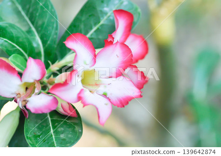 Desert rose, APOCYACEAE or Adenium obesum or Mock Azalea or Pinkbignonia or Impala lily or white and red flower Desert rose, APOCYACEAE or Adenium obesum or Mock Azalea or Pinkbignonia or Impala lily or white and red flower 139642874