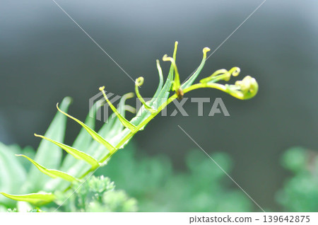 Pteris vittata or Pteris vittata L or fern plant Pteris vittata or Pteris vittata L or fern plant 139642875
