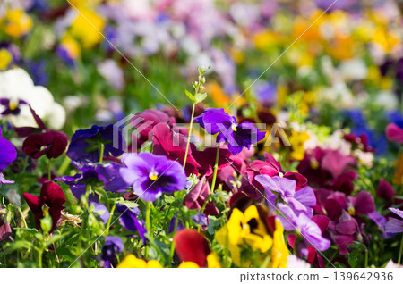 Pansy flower field at Asukayama Park in Tokyo Pansy flower field at Asukayama Park in Tokyo 139642936