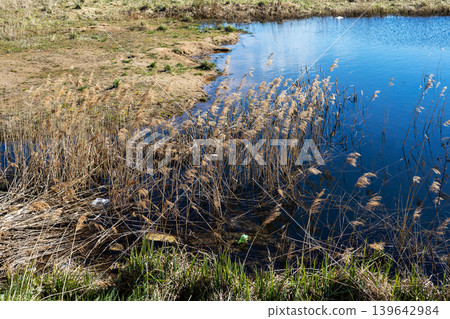 Peaceful water surrounded by reeds. Quiet wetland environment showcasing natural flora and fauna Peaceful water surrounded by reeds. Quiet wetland environment showcasing natural flora and fauna 139642984