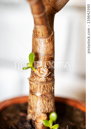 Detailed capture of tiny emerging shoots against softly blurred terracotta pot background Detailed capture of tiny emerging shoots against softly blurred terracotta pot background 139642990
