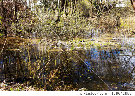 Tranquil marsh area showcasing flora and fauna through reflective waters and gentle breezes 139642993