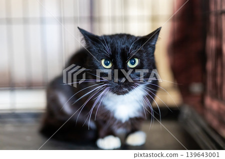 Curious cat in metal enclosure. Watchful feline with bright eyes awaiting foster placement Curious cat in metal enclosure. Watchful feline with bright eyes awaiting foster placement 139643001