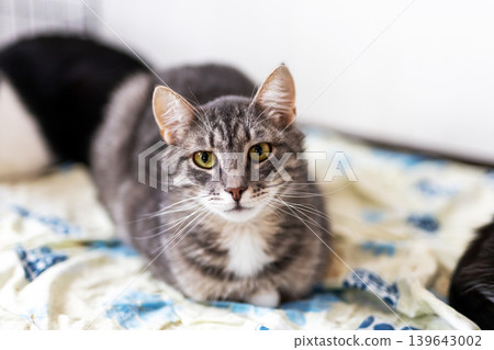 Relaxed tabby with gentle fur pattern. Tranquil gray feline seated on cozy blanket in serenity Relaxed tabby with gentle fur pattern. Tranquil gray feline seated on cozy blanket in serenity 139643002