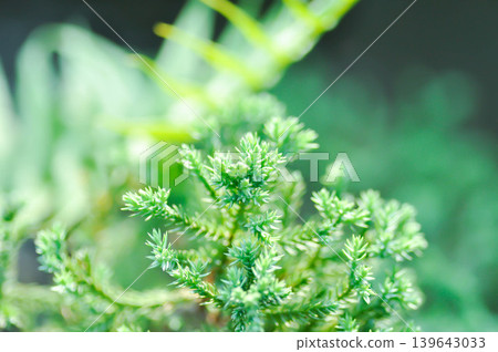 Creeping Juniper, CUPRESSACEAE or Juniperus procumbens Siebold ex Endl Mig or pine tree Creeping Juniper, CUPRESSACEAE or Juniperus procumbens Siebold ex Endl Mig or pine tree 139643033