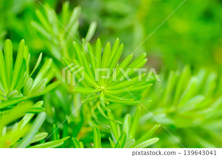Podocarpus polystachyus, Sea Teak or Jati Laut or PODOCARPACEAE or pine Podocarpus polystachyus, Sea Teak or Jati Laut or PODOCARPACEAE or pine 139643041