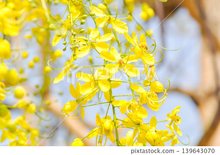 Golden shower , Cassia fistula or pudding pipe tree or Cassia fistula Linn and sky Golden shower , Cassia fistula or pudding pipe tree or Cassia fistula Linn and sky 139643070