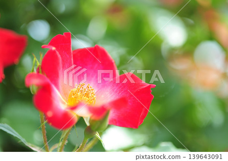 我在玫瑰園裡看到了紅玫瑰 我在玫瑰園裡看到了紅玫瑰 139643091