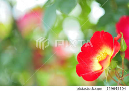我在玫瑰園裡看到了紅玫瑰 我在玫瑰園裡看到了紅玫瑰 139643104