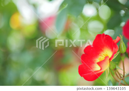 我在玫瑰園裡看到了紅玫瑰 我在玫瑰園裡看到了紅玫瑰 139643105