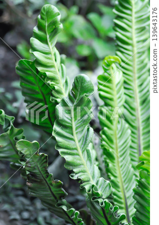 Cobra fern, ASPLENIACEAE or Asplenium nidus Cobra Fern or Asplenium nidus L cultivar or Cobra Birds nest fern or Drynaria Cobra birds nest Fern or Lasanga Fern Cobra fern, ASPLENIACEAE or Asplenium nidus Cobra Fern or Asplenium nidus L cultivar or Cobra Birds nest fern or Drynaria Cobra birds nest Fern or Lasanga Fern 139643176