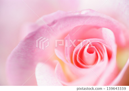 Close-up of roses Close-up of roses 139643339