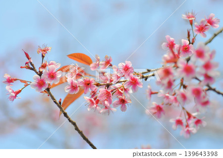 Wild Himalayan Cherry or Wild Himalayan tree or Sour cherry and sky 139643398