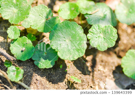 Water Pennywort or Kaempferia rotunda L or ARALIACEAE, Hydrocotyle umbellata or Kaempferia rotunda 139643399
