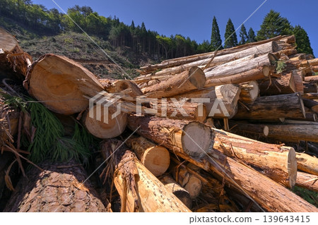 Thinned timber piled up Thinned timber piled up 139643415