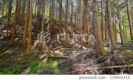 針葉樹林 針葉樹林 139643419