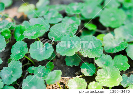 Water Pennywort or Kaempferia rotunda L or ARALIACEAE, Hydrocotyle umbellata or Kaempferia rotunda 139643470