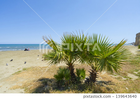 The palms on the beach in Larnaka, Cyprus The palms on the beach in Larnaka, Cyprus 139643640
