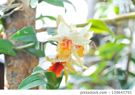 Frosty Dawn or ORCHIDACEAE or white and orange orchid or white and orange flower 139643791