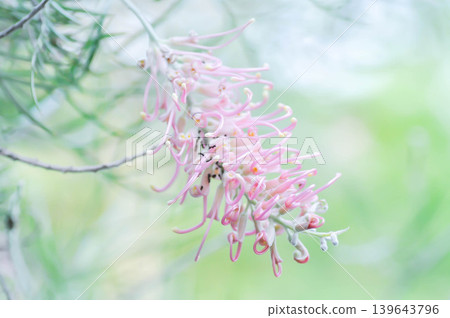 Grevillea Cupids dream, Grevillea Muffin, grevillea Pink Surprise, Grevillea whiteana x banksii Pink Surprise or pink flower Grevillea Cupids dream, Grevillea Muffin, grevillea Pink Surprise, Grevillea whiteana x banksii Pink Surprise or pink flower 139643796