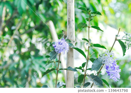 Sandpaper vine, Purple wreath or Queens wreath or purple flower Sandpaper vine, Purple wreath or Queens wreath or purple flower 139643798