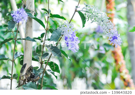 Sandpaper vine, Purple wreath or Queens wreath or purple flower 139643820