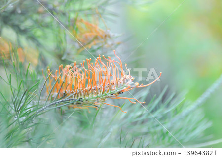 grevillea , Banksia occidentalis or Grevillea Scarlet Moon or Grevillea Superb or Grevillea Sylvia or orange flower grevillea , Banksia occidentalis or Grevillea Scarlet Moon or Grevillea Superb or Grevillea Sylvia or orange flower 139643821