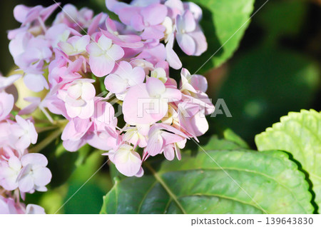 Hydrangea or macrophylla or Hydrangeaceae or pink hydrangea Hydrangea or macrophylla or Hydrangeaceae or pink hydrangea 139643830