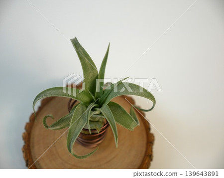 Air pineapple Air pineapple 139643891