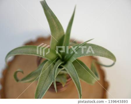 Air pineapple 139643893