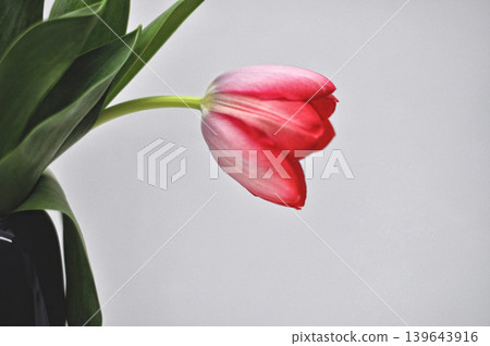 Close-up of red tulip flowers in full bloom in a bouquet on a white background Close-up of red tulip flowers in full bloom in a bouquet on a white background 139643916