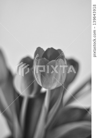 Close-up of red tulip flowers in full bloom in a bouquet on a white background Close-up of red tulip flowers in full bloom in a bouquet on a white background 139643918