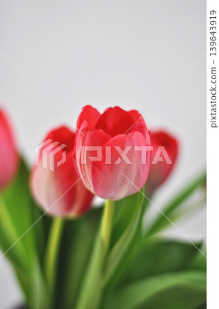 Close-up of red tulip flowers in full bloom in a bouquet on a white background Close-up of red tulip flowers in full bloom in a bouquet on a white background 139643919