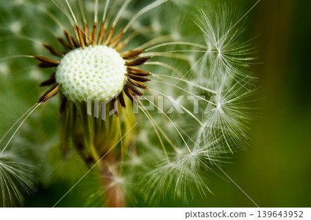 Dandelion at the meadow spring pollination seeds in green color Dandelion at the meadow spring pollination seeds in green color 139643952
