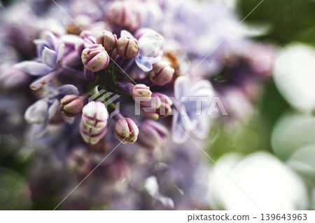 pink purple lilak flower head violet pink purple lilak flower head violet 139643963