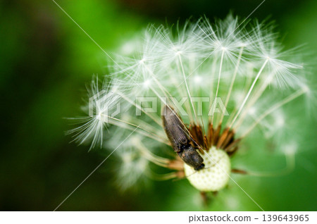 Dandelion at the meadow spring pollination seeds in green color Dandelion at the meadow spring pollination seeds in green color 139643965