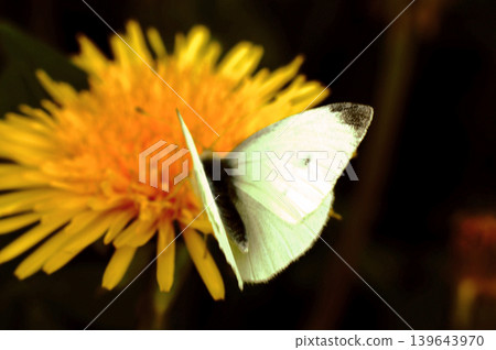 pieris brassicae butterfly insect colorful wings on yellow sow-thistle flower pieris brassicae butterfly insect colorful wings on yellow sow-thistle flower 139643970