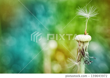 Dandelion at the meadow spring pollination seeds in green color Dandelion at the meadow spring pollination seeds in green color 139643972