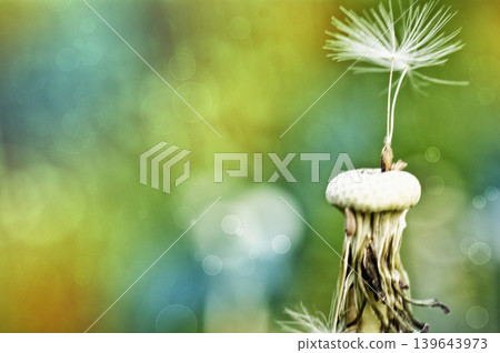 Dandelion at the meadow spring pollination seeds in green color Dandelion at the meadow spring pollination seeds in green color 139643973