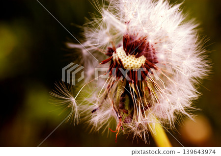 Dandelion at the meadow spring pollination seeds in green color Dandelion at the meadow spring pollination seeds in green color 139643974