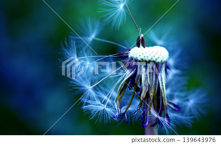 Dandelion at the meadow spring pollination seeds in blue color Dandelion at the meadow spring pollination seeds in blue color 139643976