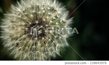 Dandelion at the meadow spring pollination seeds in green color 139643978