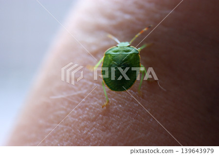 green beetle worm with armor walks on human skin insect green beetle worm with armor walks on human skin insect 139643979