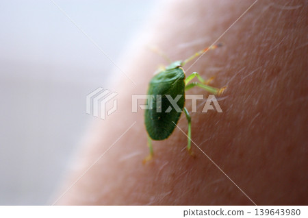 green beetle worm with armor walks on human skin insect green beetle worm with armor walks on human skin insect 139643980