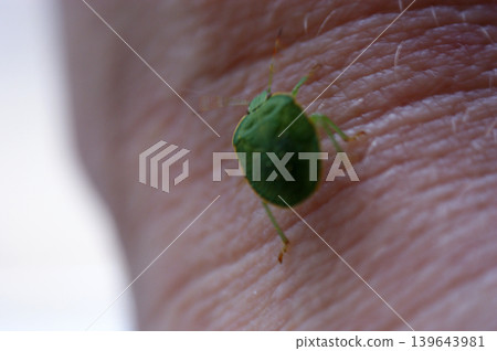 green beetle worm with armor walks on human skin insect green beetle worm with armor walks on human skin insect 139643981