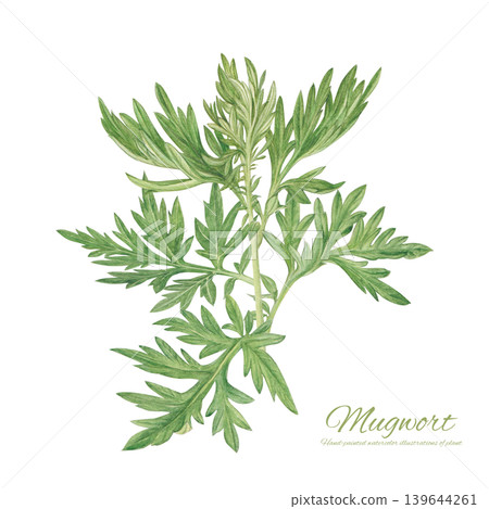 Natural watercolor hand-painted mugwort hand-painted luster illustration Natural watercolor hand-painted mugwort hand-painted luster illustration 139644261