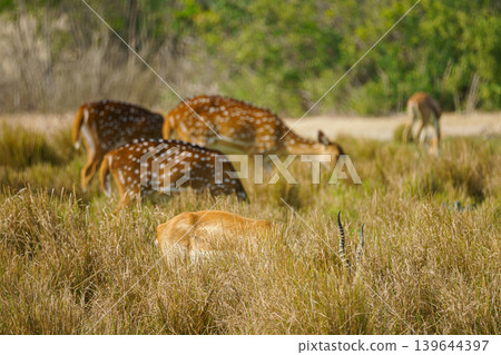Sir Bani Yas Island, United Arab Emirates - Jan 18 2024, a close up view of the field where deer graze, at daytime, in safari park Sir Bani Yas Island, UAE Sir Bani Yas Island, United Arab Emirates - Jan 18 2024, a close up view of the field where deer graze, at daytime, in safari park Sir Bani Yas Island, UAE 139644397